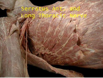 Serratus Anterior