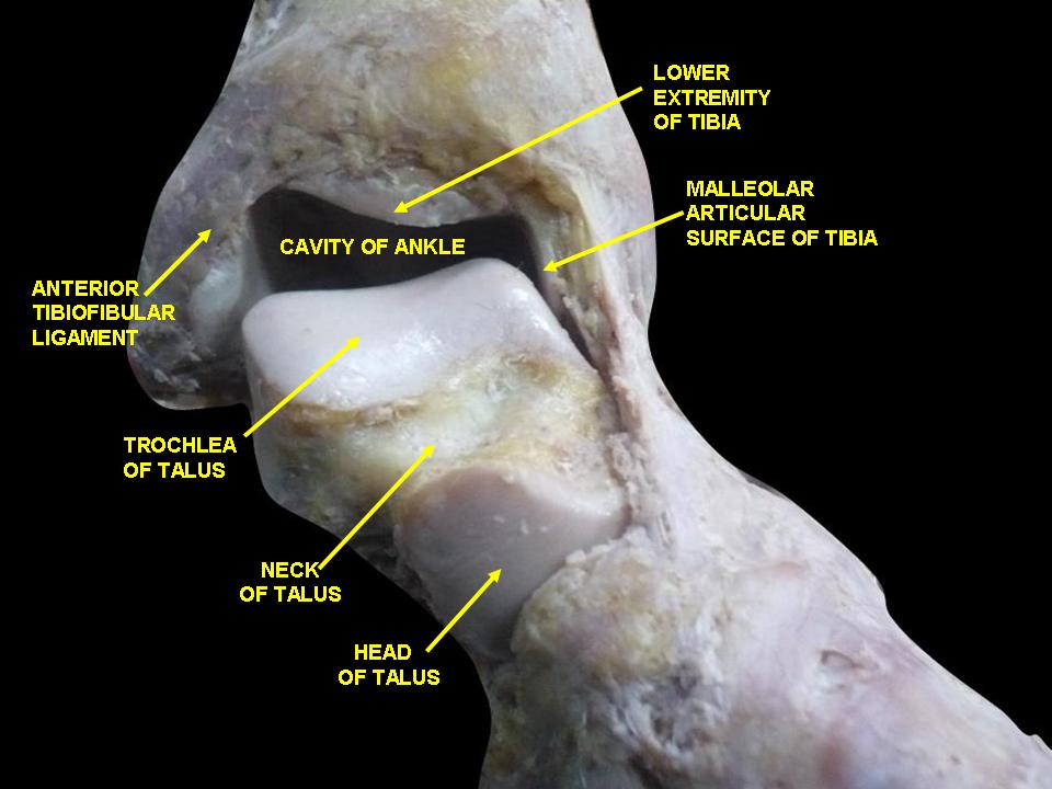 Trochlea Of The Talus